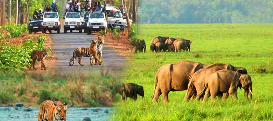 Unveiling Corbett's Secret Trails: Offbeat Safari Experiences