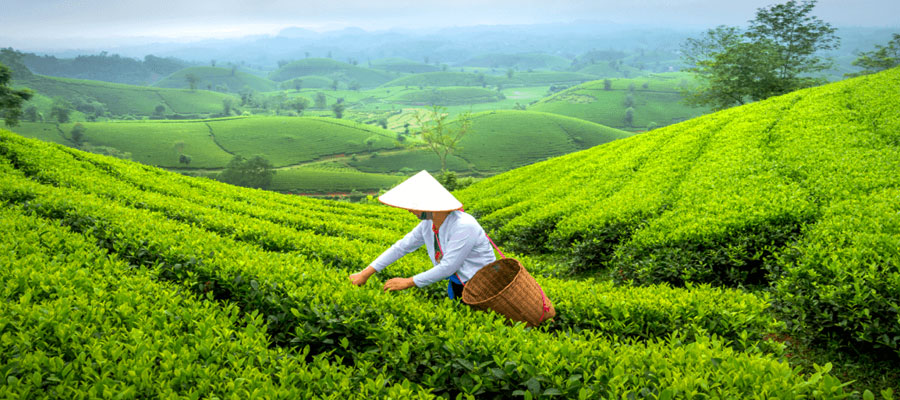 exploring-tea-gardens-around-nainital
